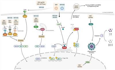 The innate and T-cell mediated immune response during acute and chronic gammaherpesvirus infection